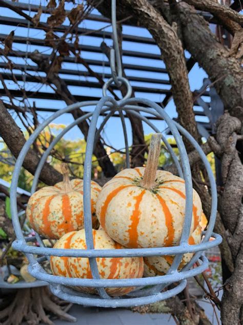 outdoor hanging pumpkins|More.